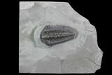 Calymene Niagarensis Trilobite - New York #99033-1
